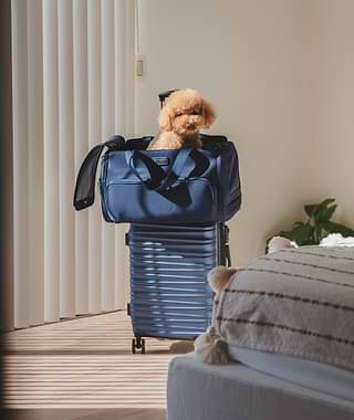A small dog sitting in a blue Passenger pet carrier bag