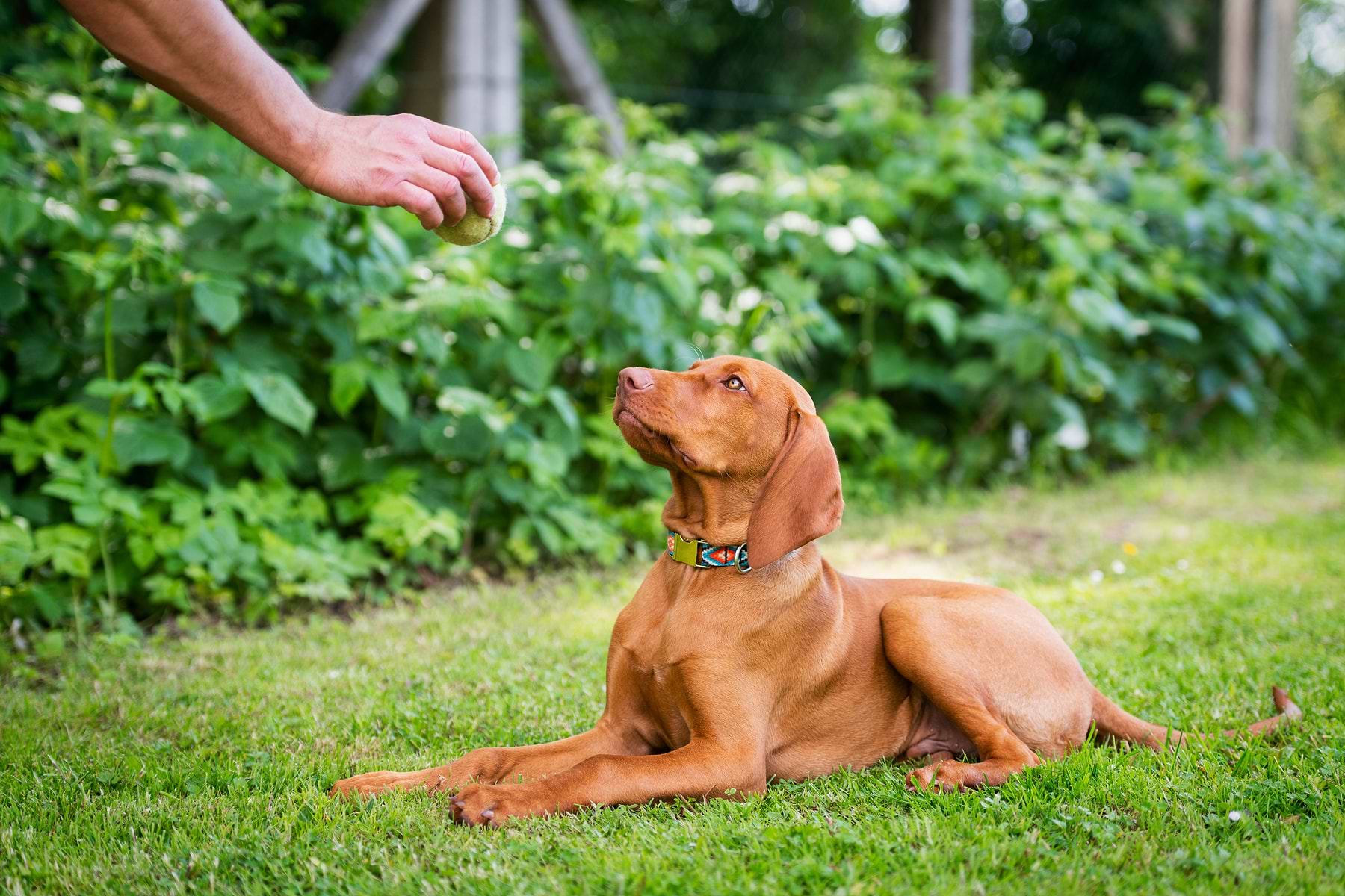In an outdoor setup, a dog lying on the grass looking at the ball in a person's hand.