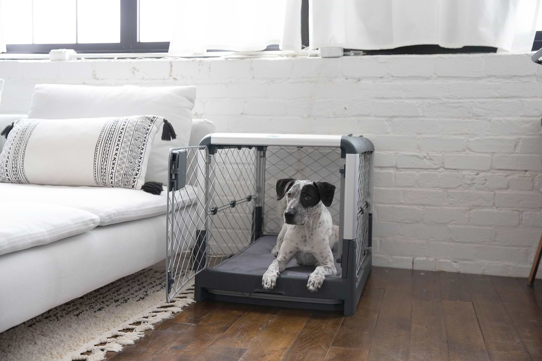  a dog sitting in a Grey Revol in a living room 