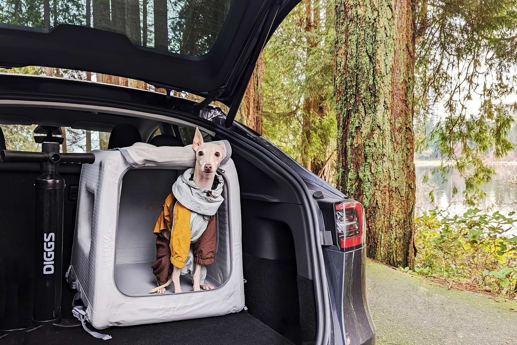  Italian greyhound in an Enventur Travel Kennel in the trunk of a hatchback vehicle 