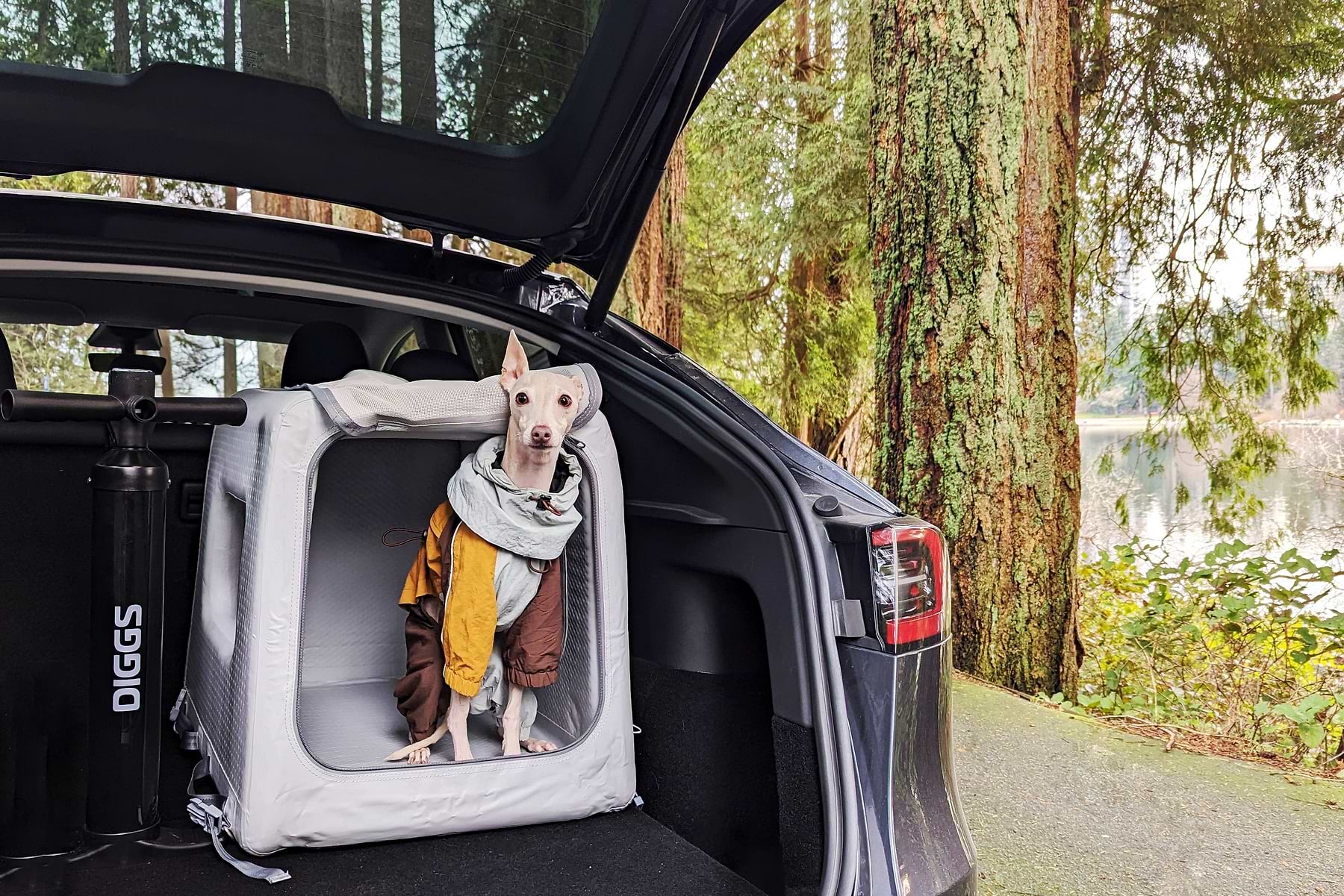 Italian greyhound in an Enventur Travel Kennel in the trunk of a hatchback vehicle