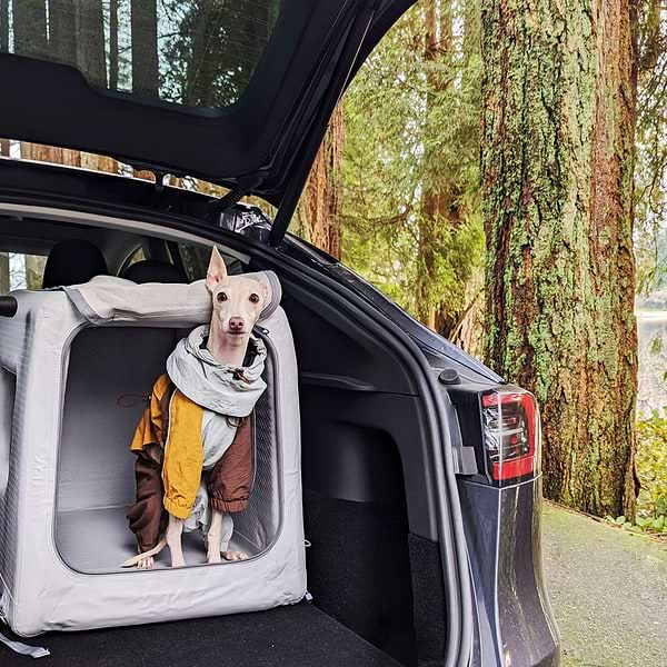 Italian greyhound in an Enventur Travel Kennel in the trunk of a hatchback vehicle