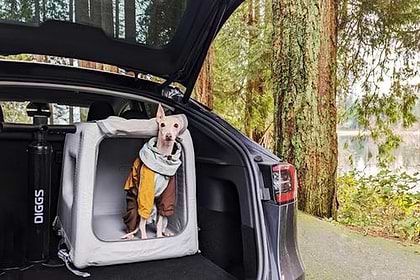 Italian greyhound in an Enventur Travel Kennel in the trunk of a hatchback vehicle