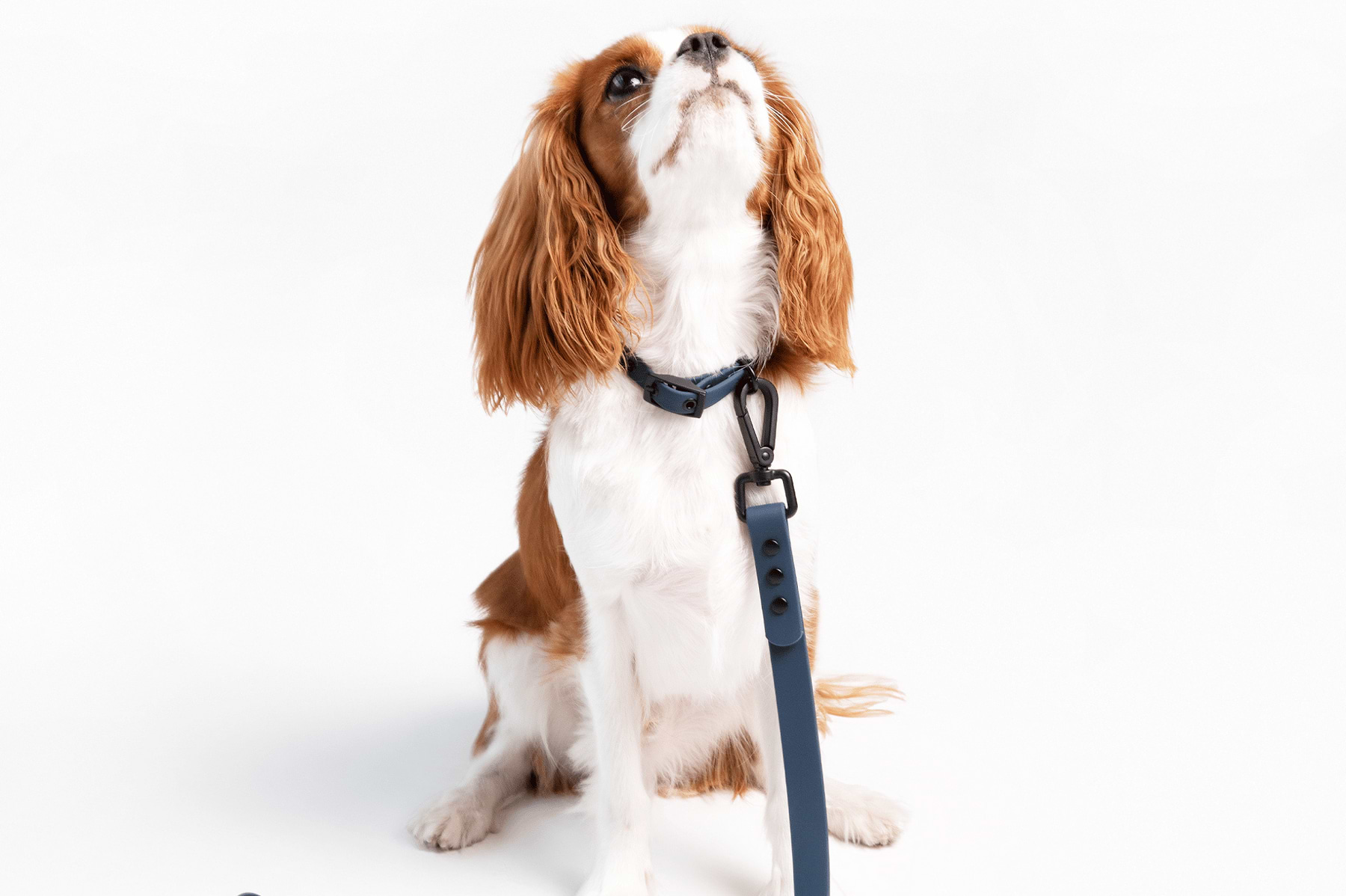  a brown and white dog wearing a Navy leash and collar 