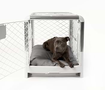  A black dog lying on the Pillo inside the open front door Revol Crate. 