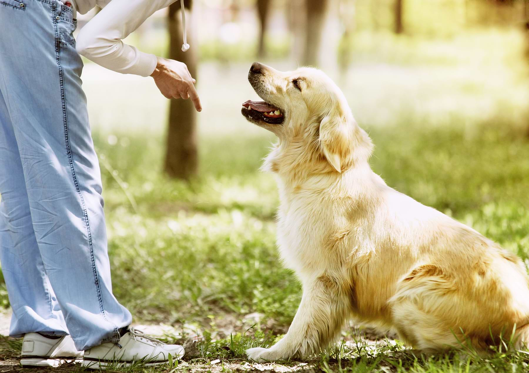  A short-coated tan dog sitting on green grass while looking and smiling at a pet guardian.  