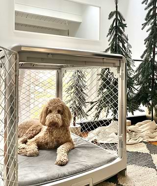  Poodle mix in a white Revol crate next to Christmas trees 