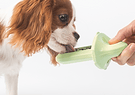 A white and brown colored small Cavalier Spaniel dog that is licking the Diggs Groov Training Aid in Sage(light green)color.