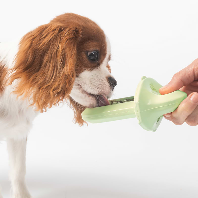 A white and brown colored small Cavalier Spaniel dog that is licking the Diggs Groov Training Aid in Sage(light green)color.