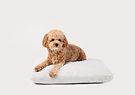 A golden brown colored dog lying on top of Diggs Pillo in Ash(off white).