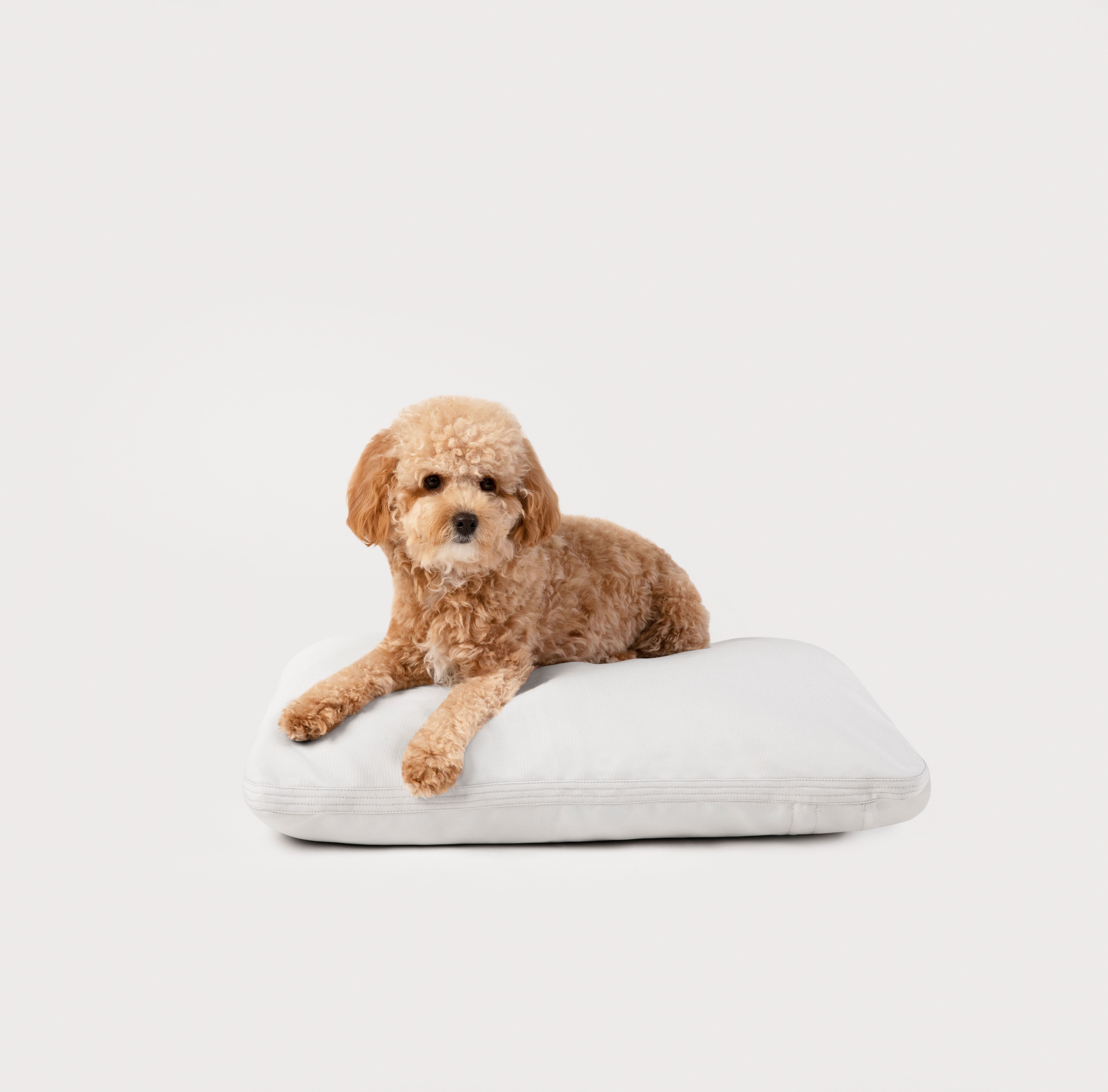 A golden brown colored dog lying on top of Diggs Pillo in Ash(off white).