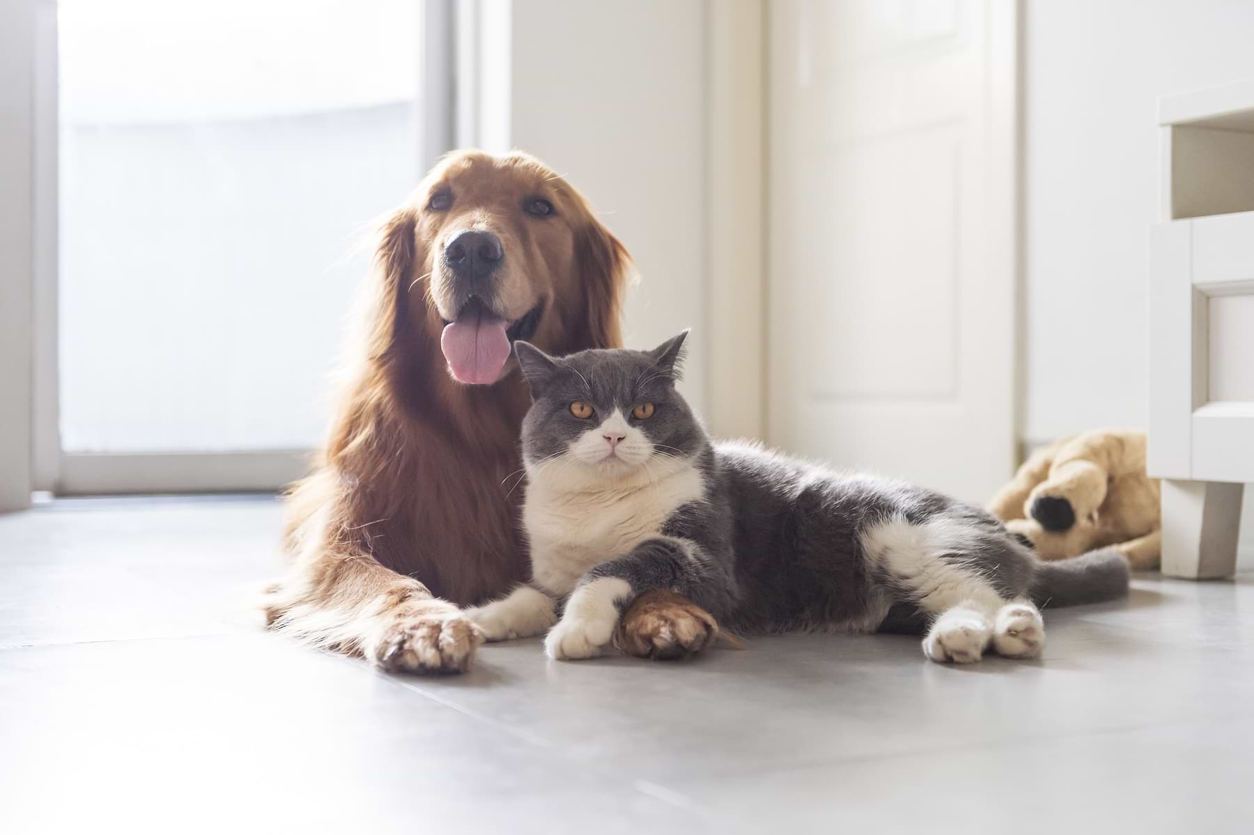  A Golden Retriever and a grey cat are lying right next to each other on the floor. The dog is sticking out their tongue. 