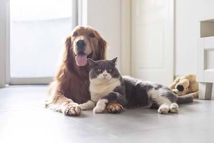 A Golden Retriever and a grey cat are lying right next to each other on the floor. The dog is sticking out their tongue.