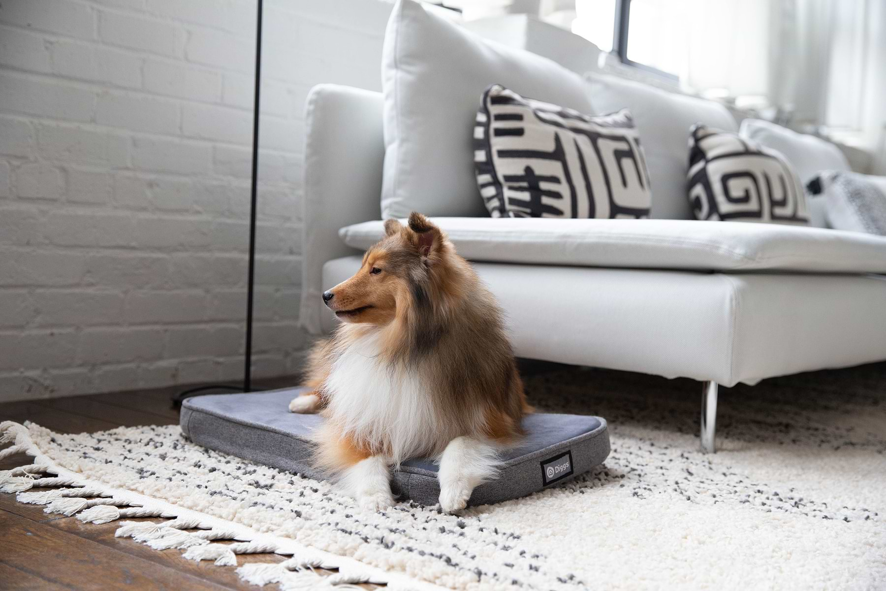  A brown, white, and black long-coated dog is lying on a grey Snooz crate pad on the living floor.  