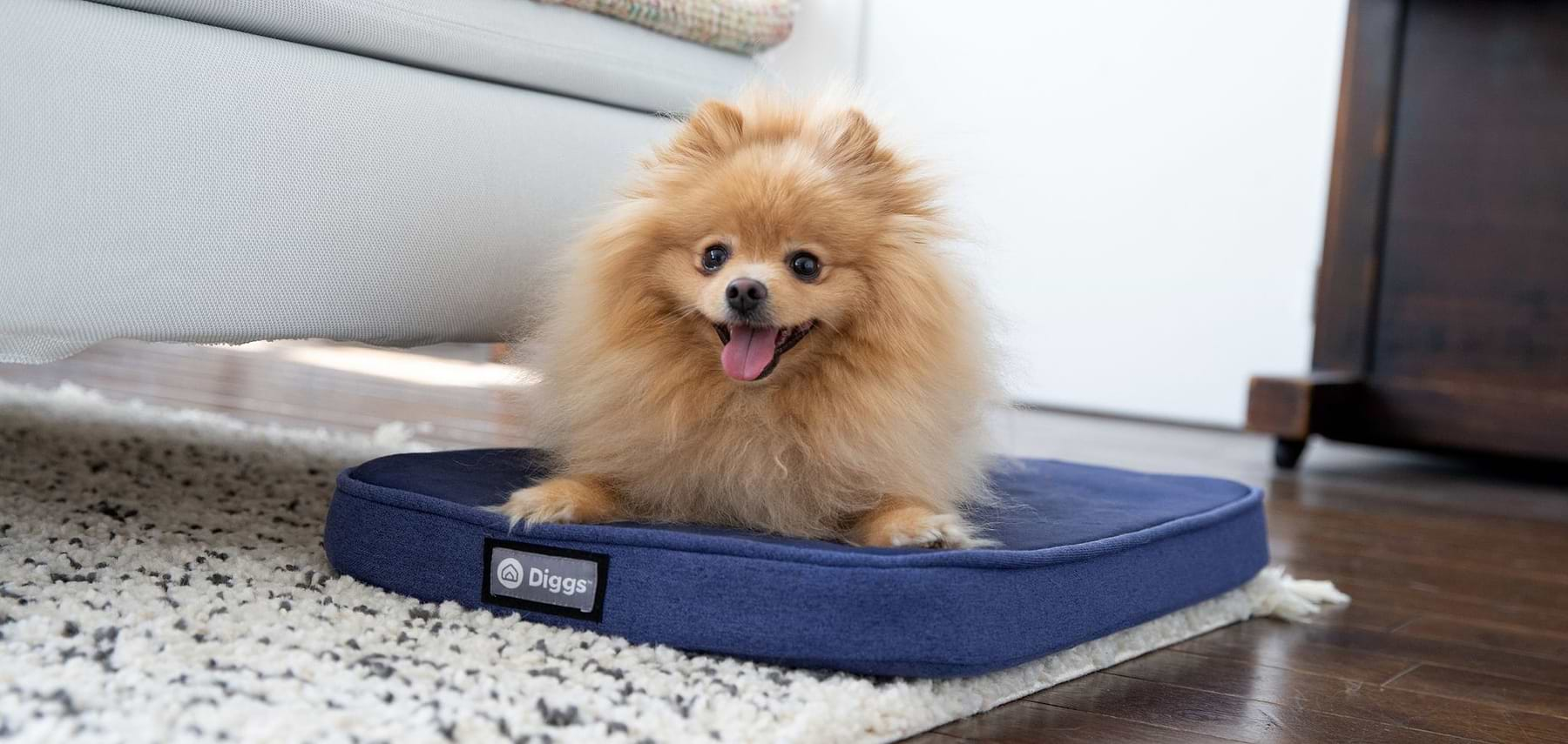  A pomeranian lying on the Snooz pad while tongue's out. 