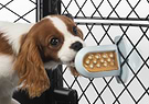  A brown and white dog licking a Groov Training Aid attached to a crate 