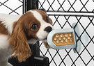 A brown and white dog licking a Groov Training Aid attached to a crate