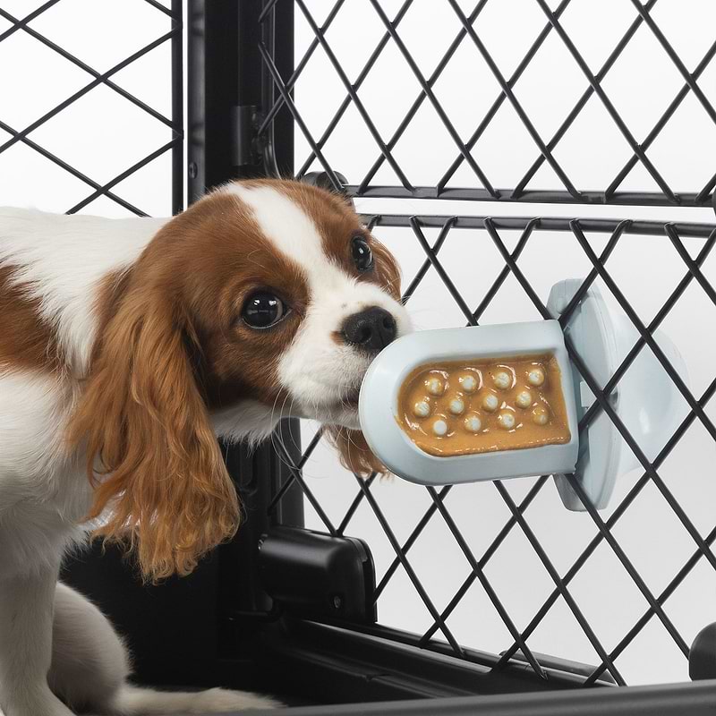 A brown and white dog licking a Groov Training Aid attached to a crate