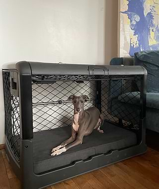  Small greyhound in a black Revol crate in a livingroom 