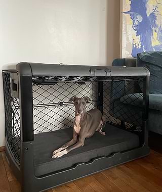 Small greyhound in a black Revol crate in a livingroom