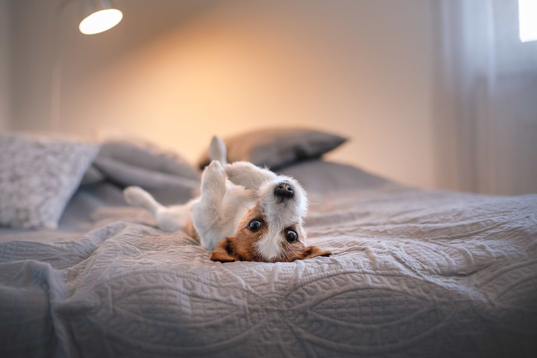  A small white and brown colored dog is lying down on it's back on top of the bed. 