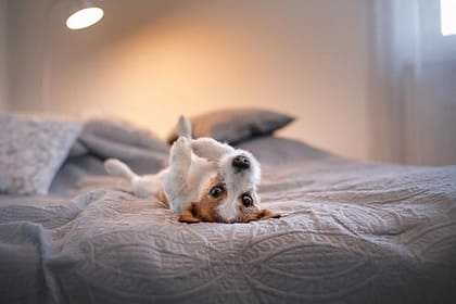 A small white and brown colored dog is lying down on it's back on top of the bed.