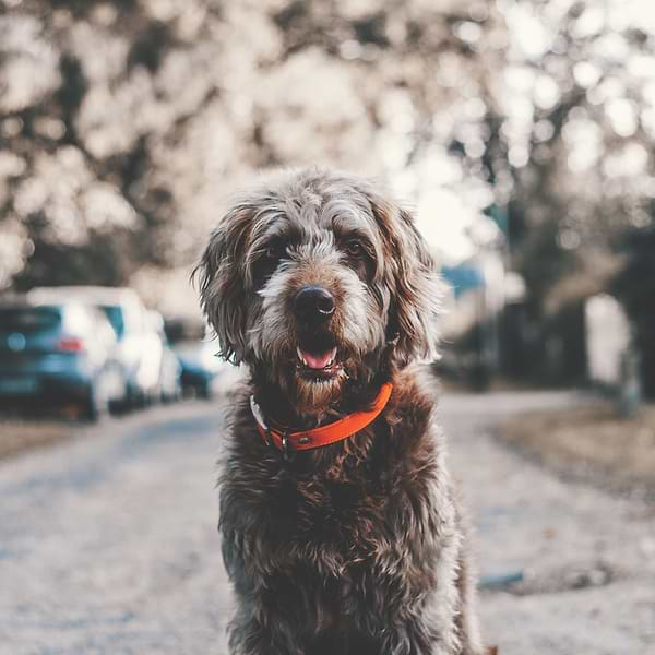  A dog standing outside in the outdoor setup. 