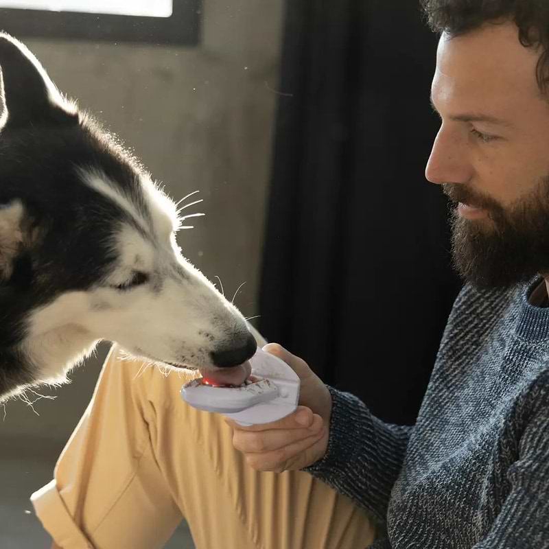 An owner holding a Groov Training Aid while his dog licking the treats in it.