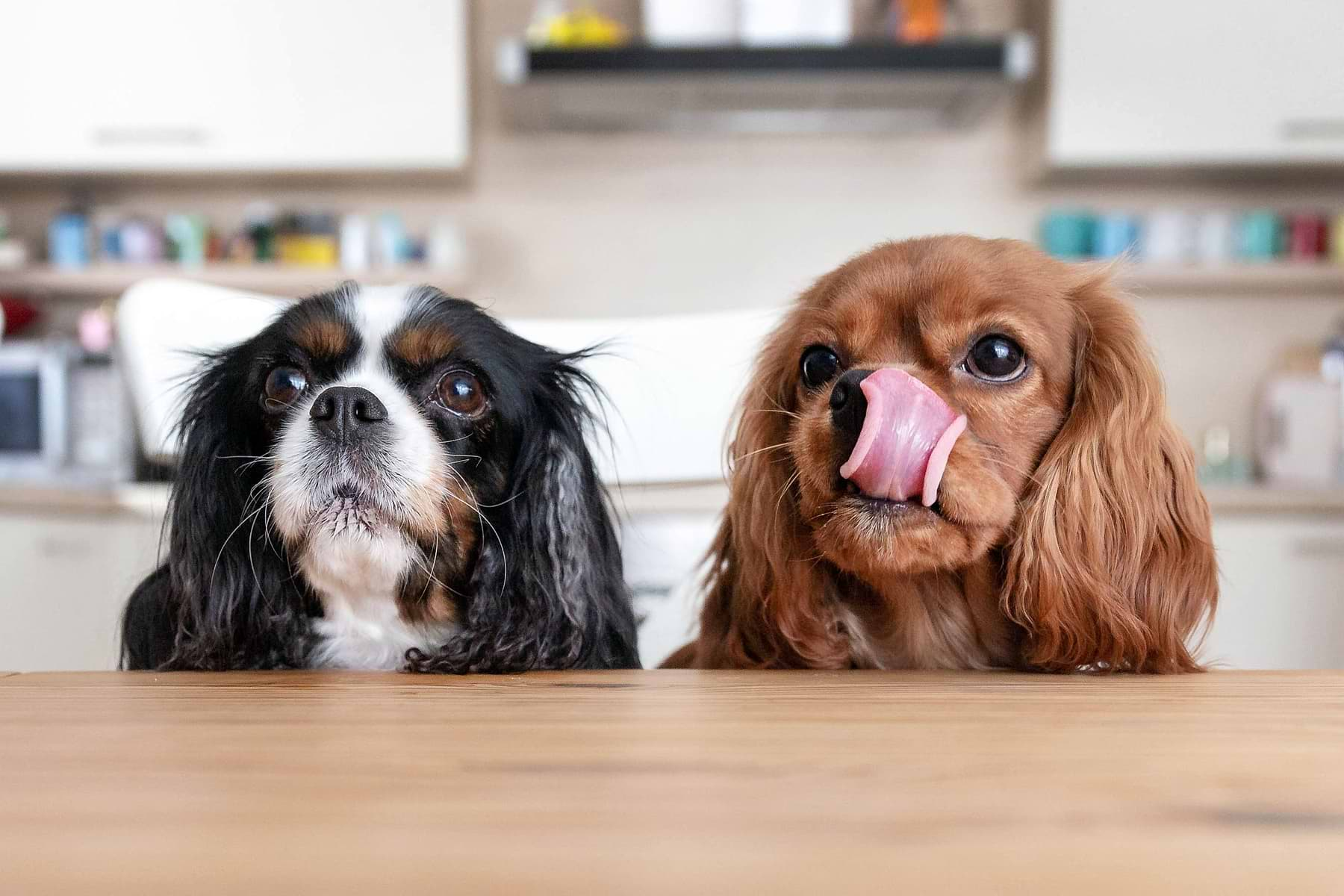  a couple of dogs sitting next to each other on a table 