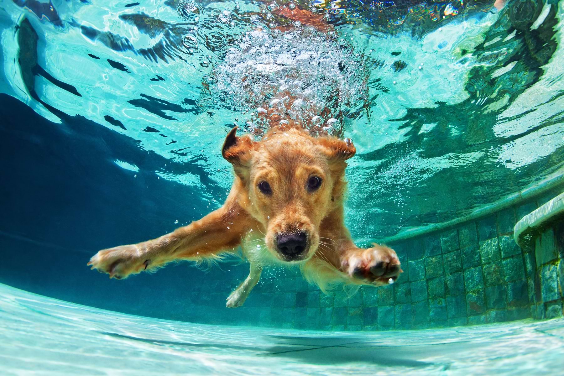  A brown dog dives into the water 