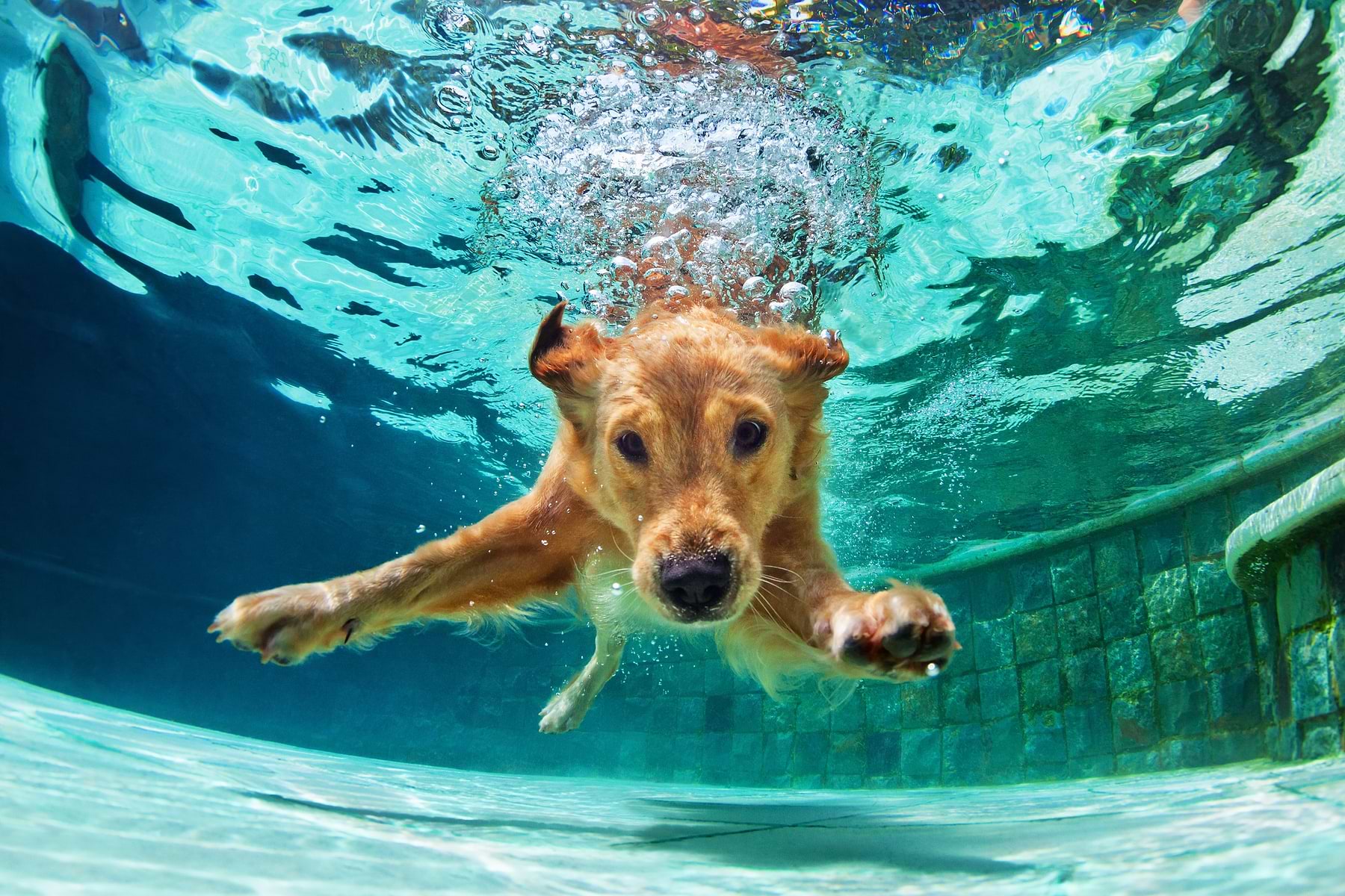 A brown dog dives into the water