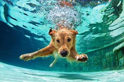 A brown dog dives into the water