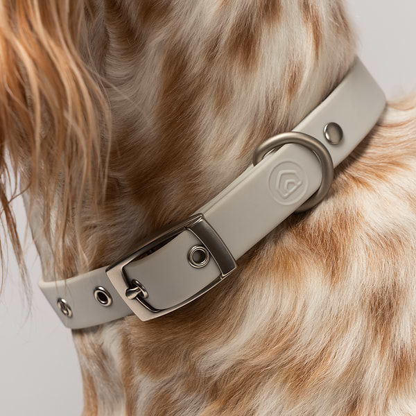 A Diggs Ash(off white) collar is on the neck of the dog.