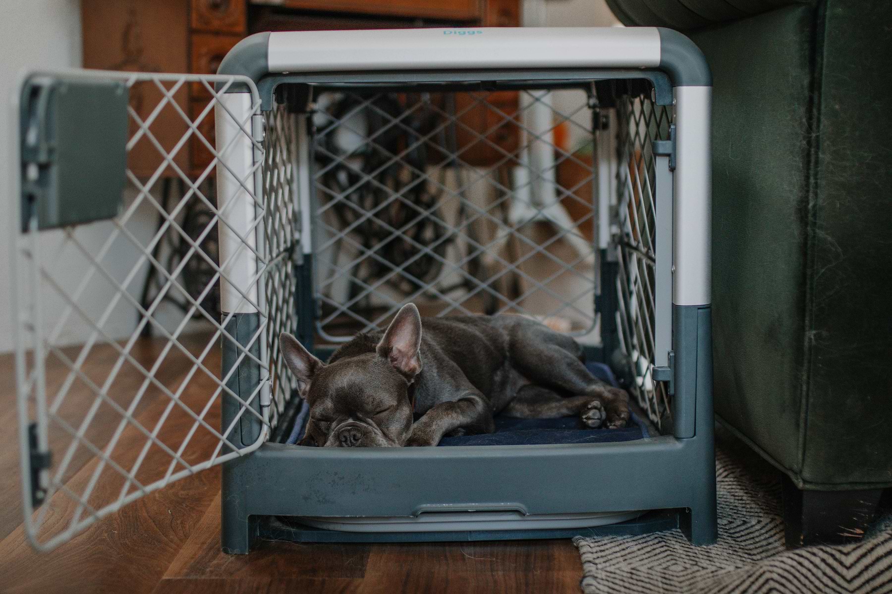  Dark brown Frenchie is asleep on a blue Snooz dog crate pad that is inside a grey Revol dog crate. The Revol dog crate front door is open. 