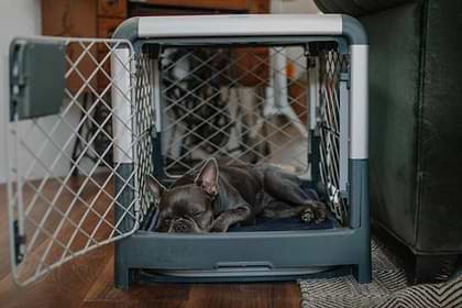 Dark brown Frenchie is asleep on a blue Snooz dog crate pad that is inside a grey Revol dog crate. The Revol dog crate front door is open.