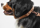 A black dog wearing a collar with a leash.