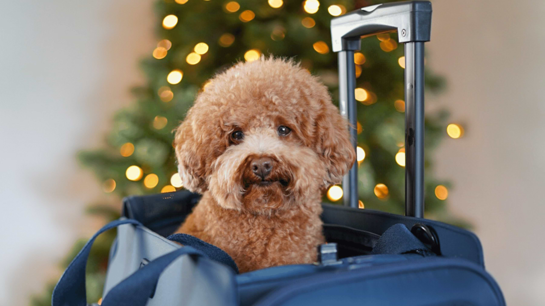  a brown dog sitting in a navy Passenger on a suitcase in front of a christmas tree 