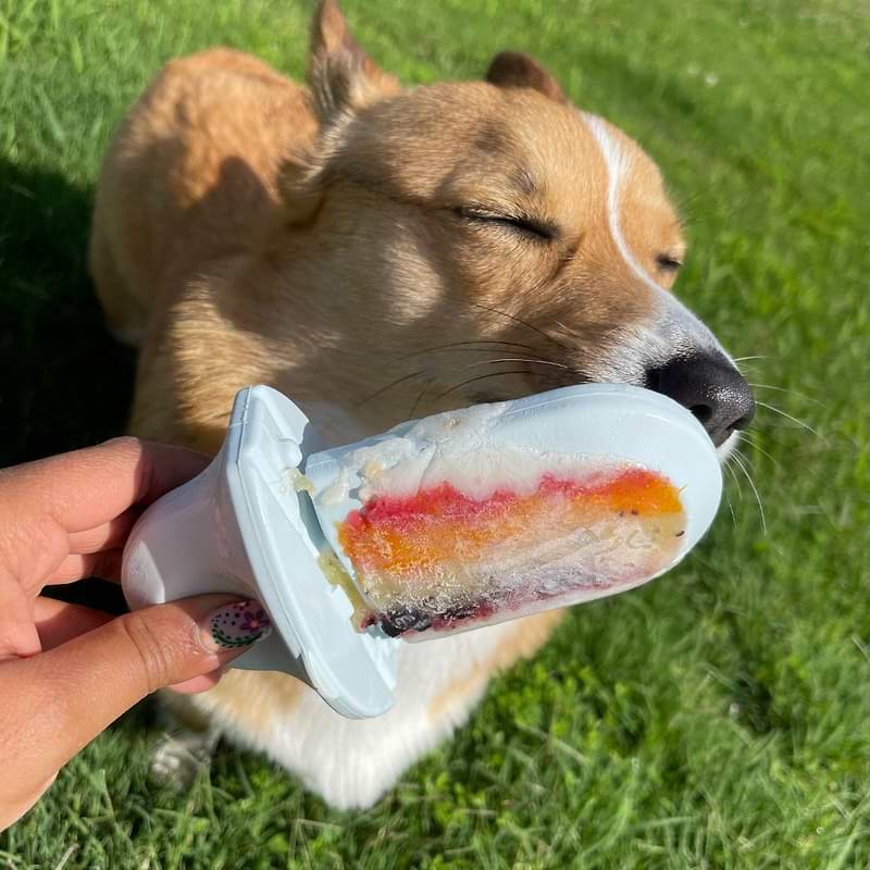  a dog licking an Ice Groov with frozen berries on it 