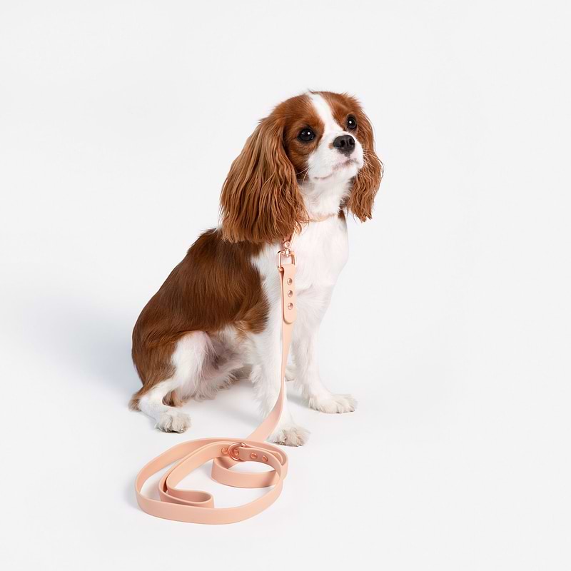 A puppy wearing a collar with a leash in blush.