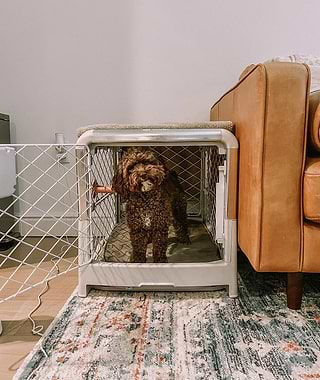  Brown toy poodle in a white Revol Crate next to a couch 