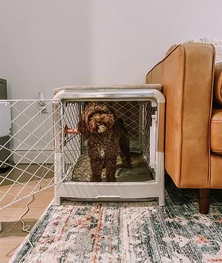 Brown toy poodle in a white Revol Crate next to a couch