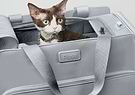 A brown and white cat sitting inside of a gray Passenger pet carrier bag