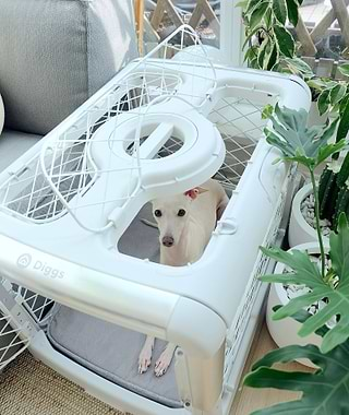  Small greyhound in a white Revol crate, showing the ceiling hatch open 