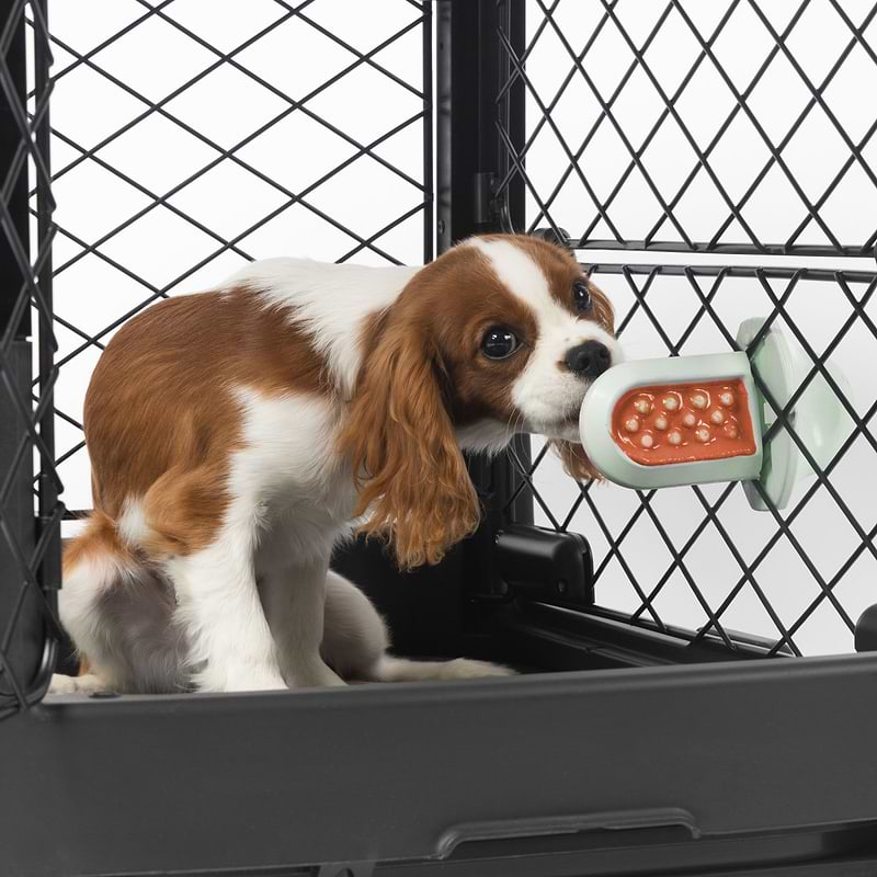 Dog licking Pup-kin Spice Treat Spread off of a Groov Training Aid affixed to a crate