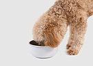 A brown dog eating out of a white bowl