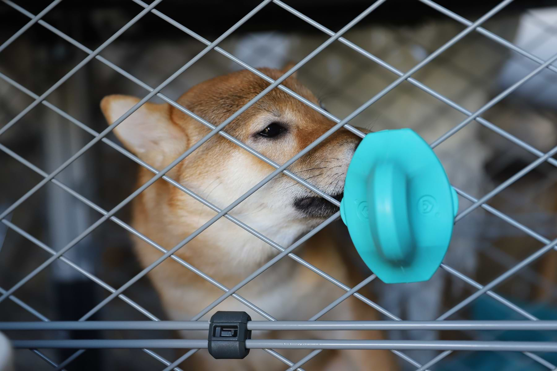  a dog licking a Turquoise Groov from inside its crate 