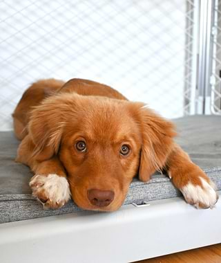  A brown dog laying on top of a Snooz crate pad 