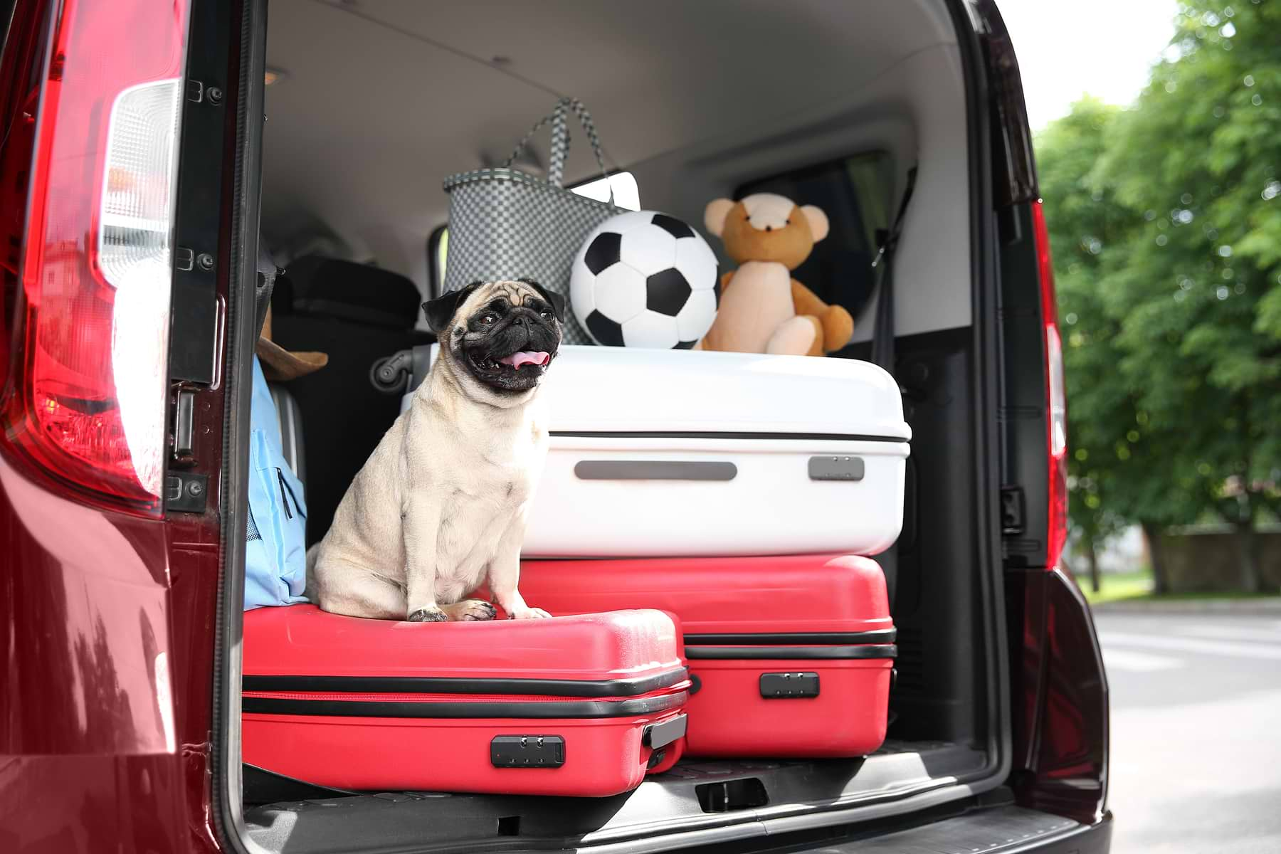  a pug dog sitting in the back of a red van 