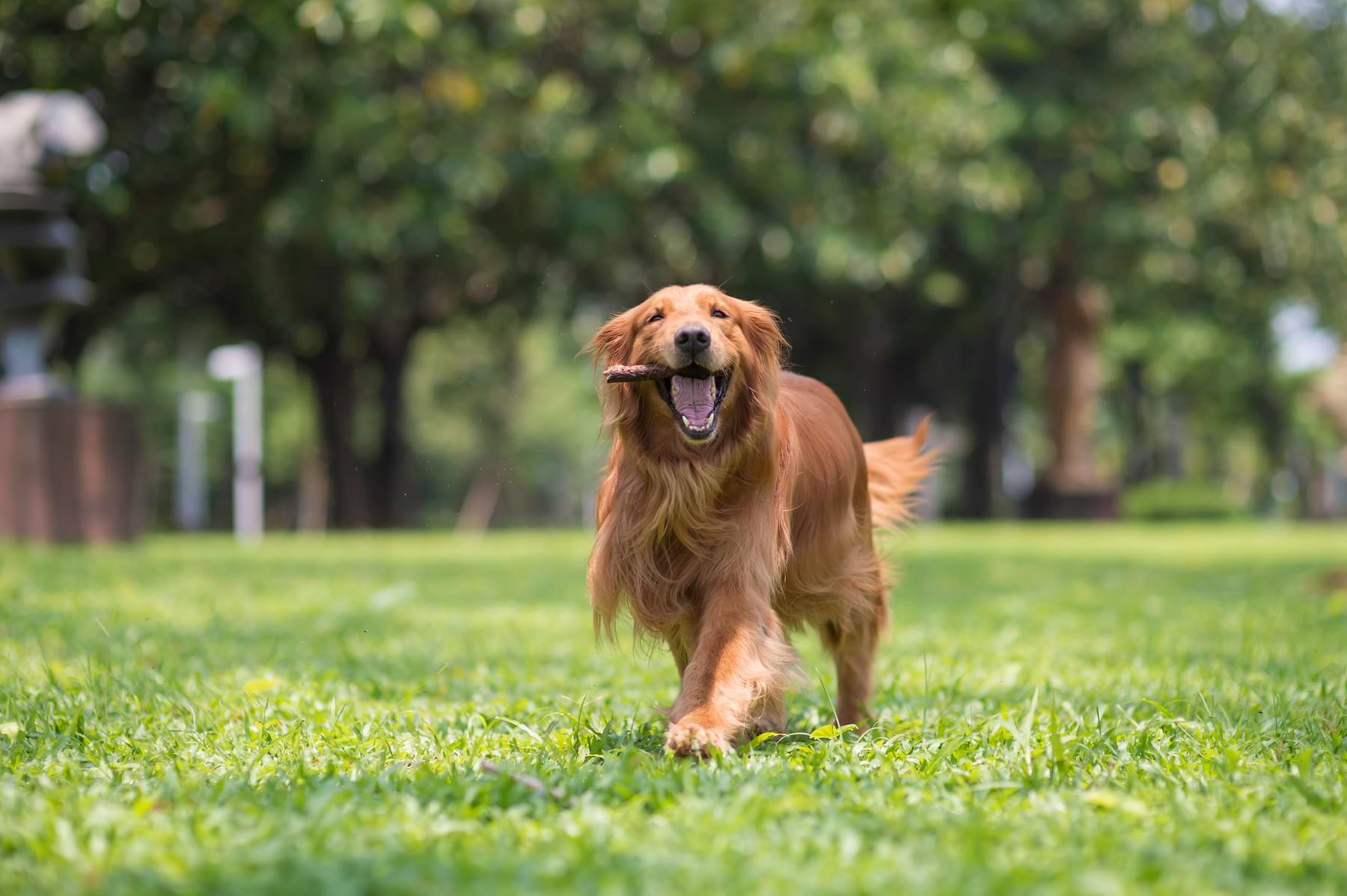 A Golden Retriever is smiling with a stick on its mouth