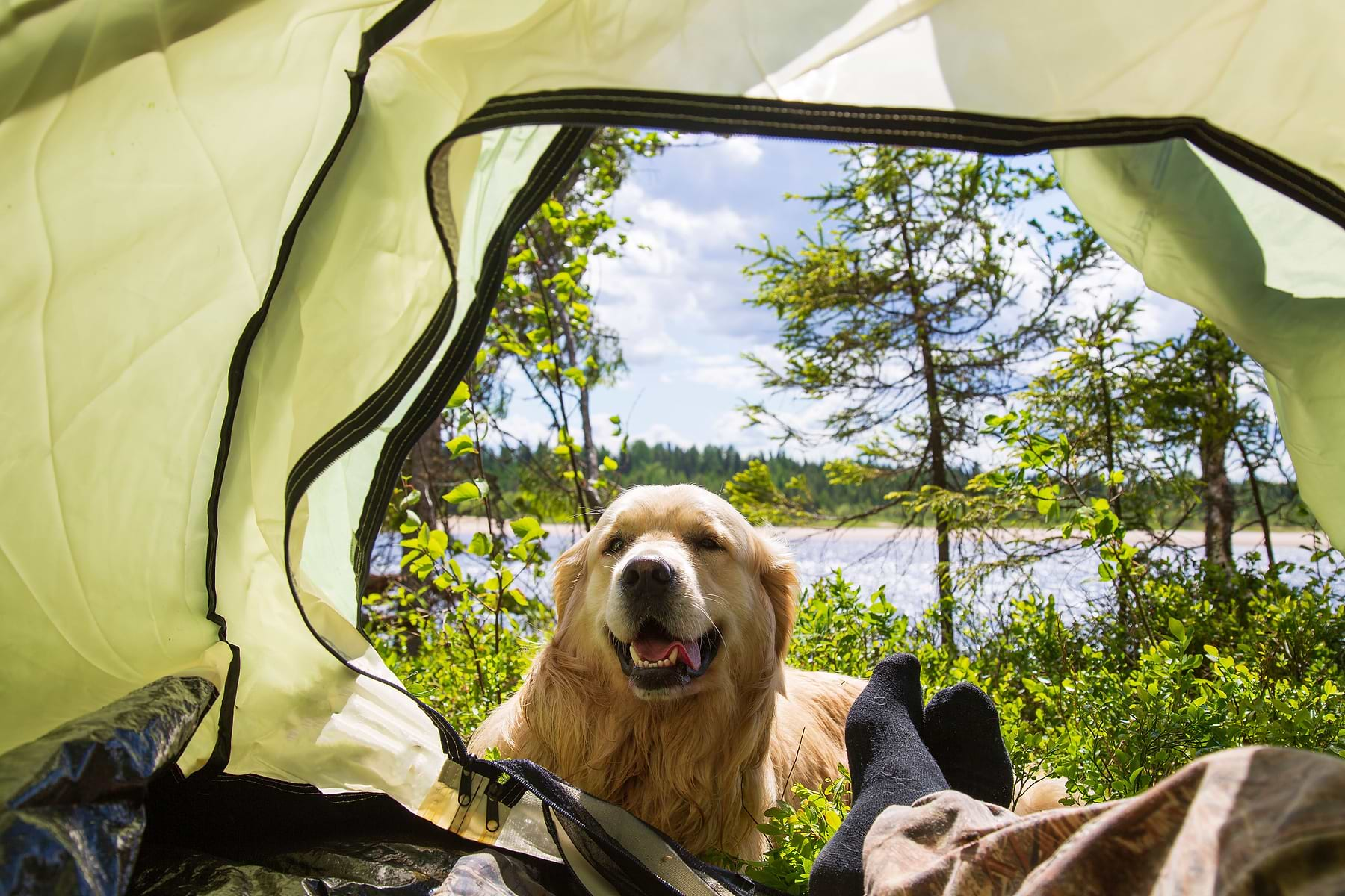  a dog is sitting inside of a tent 